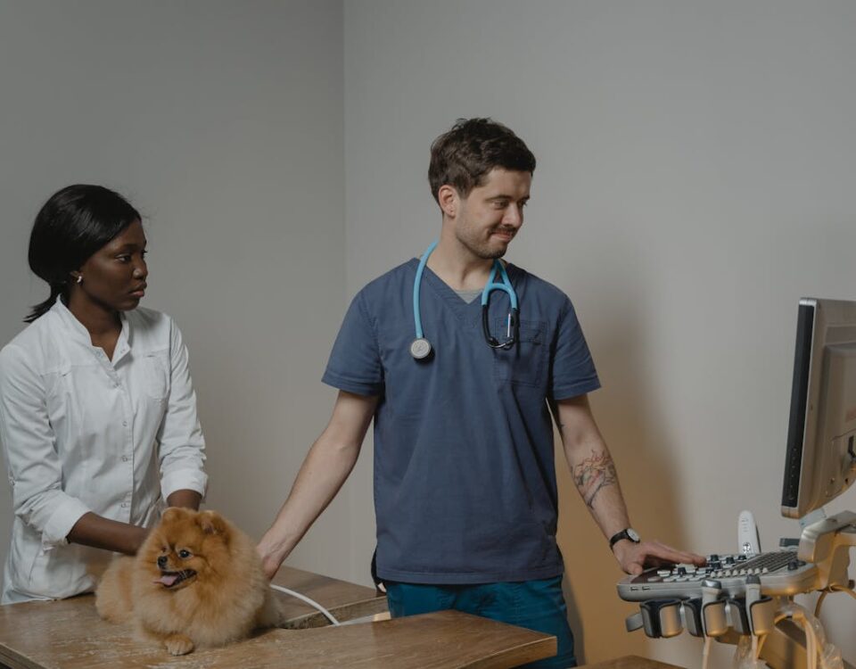 Veterinarian Checking Up the Dog Using an Ultrasound Machine