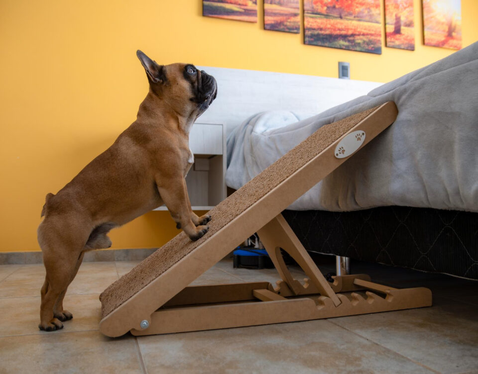 Equipamentos que melhoram a mobilidade de pets idosos Equipamentos que melhoram a mobilidade de pets idosos