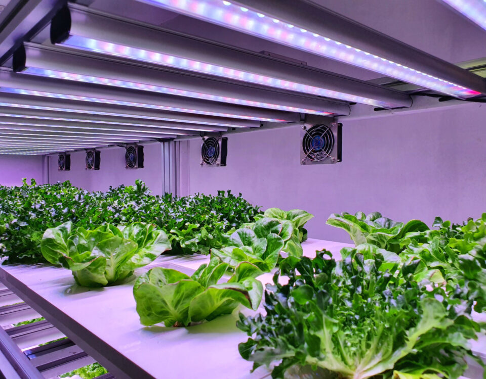 LEDs que fazem diferença: PPFD, DLI e eficiência real LEDs que fazem diferença: PPFD, DLI e eficiência real